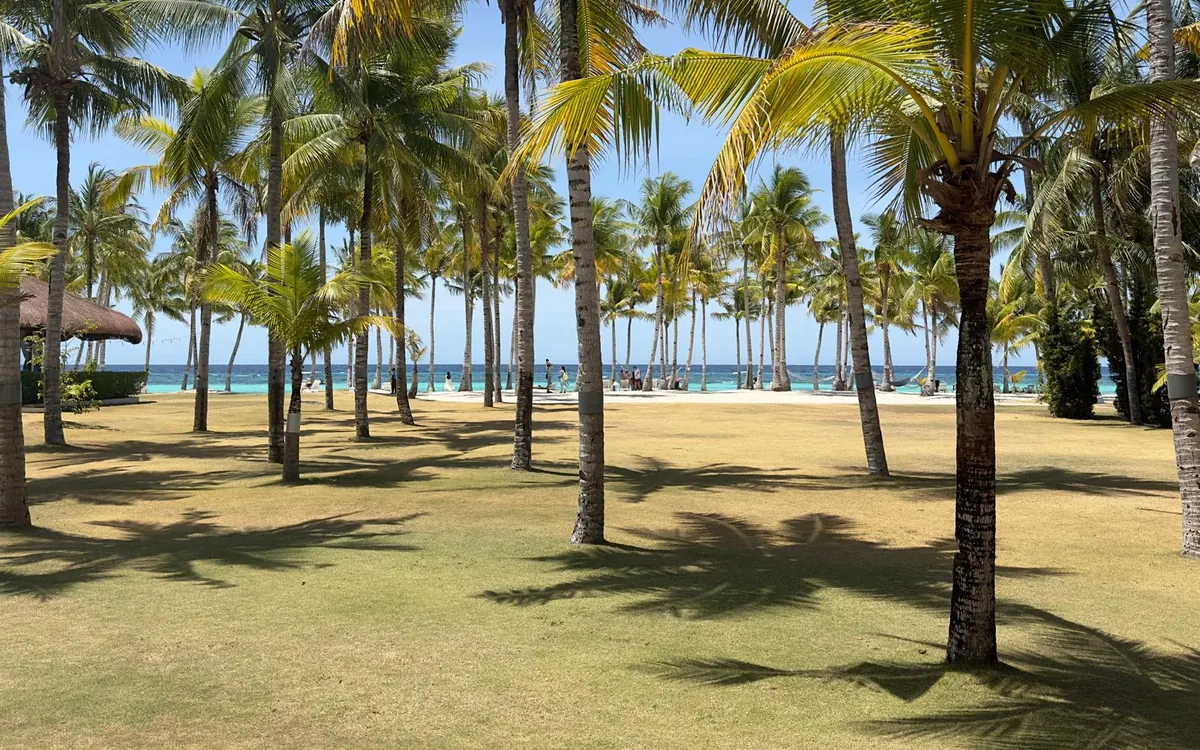 Palm grove leading down to the sea, Panglao, Bohol