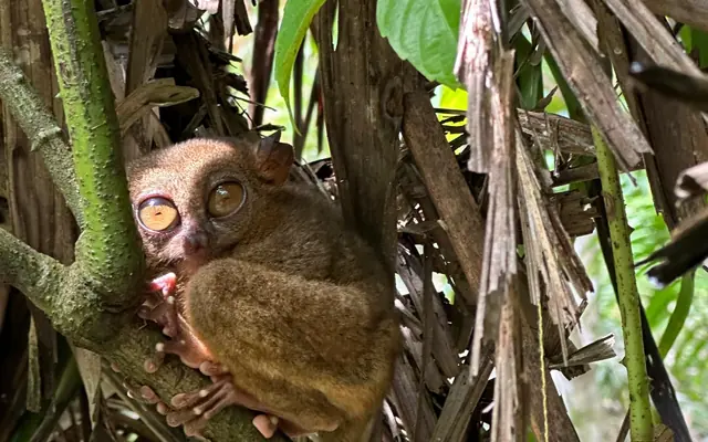 A Philippine tarsier awake in the daytime, Bohol. Rarely seen with its eyes open
